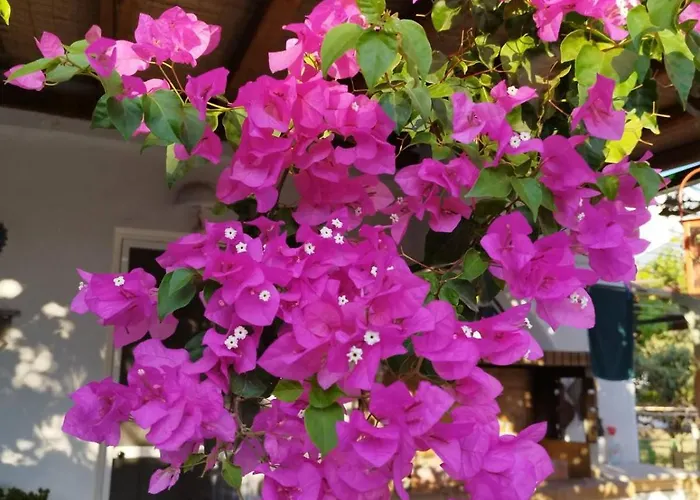 Apartmán Iro's Cute House Páros